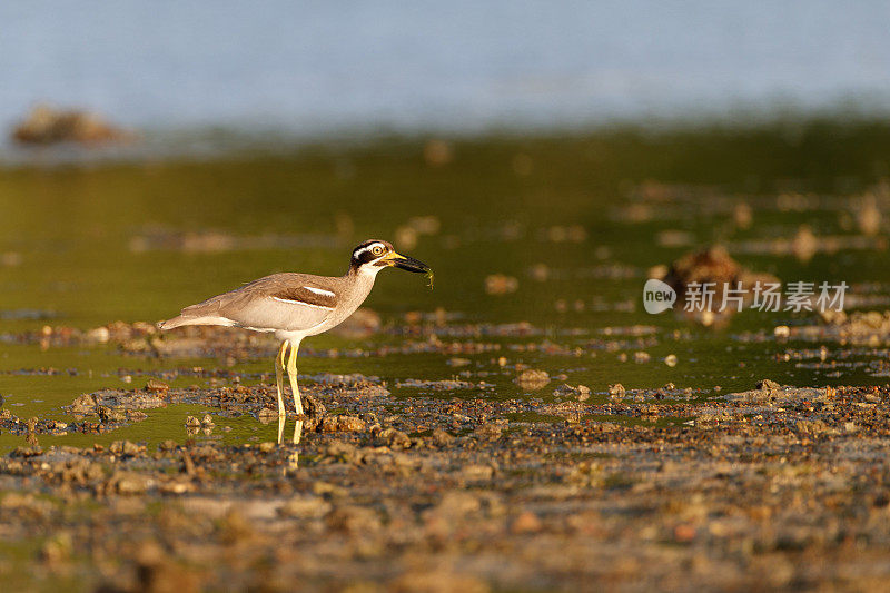 厚膝鸟:成年海滩厚膝或海滩石杓鹬(Esacus magnirostris)。